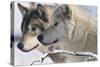 Zoo Wolf 05-Gordon Semmens-Stretched Canvas