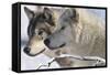 Zoo Wolf 05-Gordon Semmens-Framed Stretched Canvas