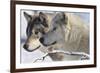 Zoo Wolf 05-Gordon Semmens-Framed Photographic Print
