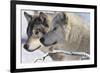 Zoo Wolf 05-Gordon Semmens-Framed Photographic Print