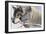 Zoo Wolf 05-Gordon Semmens-Framed Photographic Print