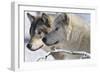 Zoo Wolf 05-Gordon Semmens-Framed Photographic Print