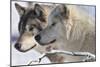 Zoo Wolf 05-Gordon Semmens-Mounted Photographic Print