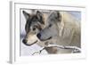 Zoo Wolf 05-Gordon Semmens-Framed Photographic Print