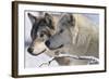 Zoo Wolf 05-Gordon Semmens-Framed Photographic Print