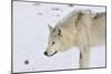 Zoo Wolf 06-Gordon Semmens-Mounted Photographic Print