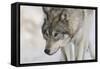 Zoo Wolf 07-Gordon Semmens-Framed Stretched Canvas