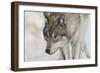 Zoo Wolf 07-Gordon Semmens-Framed Photographic Print