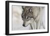 Zoo Wolf 07-Gordon Semmens-Framed Photographic Print