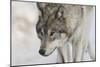 Zoo Wolf 07-Gordon Semmens-Mounted Photographic Print