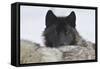 Zoo Wolf 08-Gordon Semmens-Framed Stretched Canvas