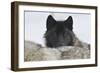 Zoo Wolf 08-Gordon Semmens-Framed Photographic Print