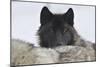 Zoo Wolf 08-Gordon Semmens-Mounted Photographic Print