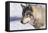 Zoo Wolf 10-Gordon Semmens-Framed Stretched Canvas