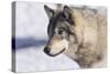 Zoo Wolf 10-Gordon Semmens-Stretched Canvas