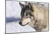 Zoo Wolf 10-Gordon Semmens-Mounted Photographic Print