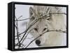 Zoo Wolf 1-Gordon Semmens-Framed Stretched Canvas