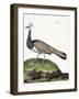 Zoological Chart (Ornithology): the Peacock (Blue Peacock or Pavo Cristatus). Illustration in “The-Francois Nicolas Martinet-Framed Giclee Print