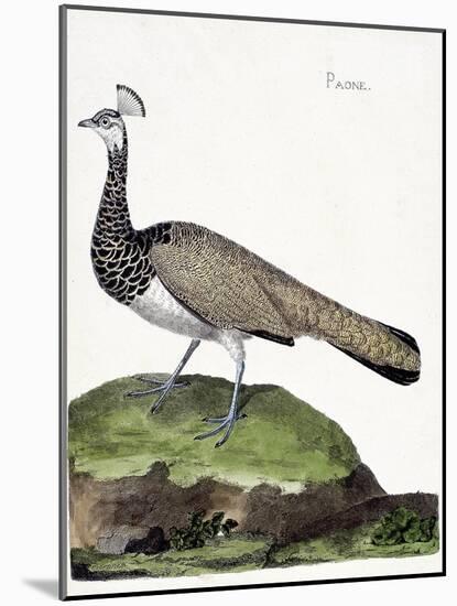 Zoological Chart (Ornithology): the Peacock (Blue Peacock or Pavo Cristatus). Illustration in “The-Francois Nicolas Martinet-Mounted Giclee Print