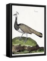 Zoological Chart (Ornithology): the Peacock (Blue Peacock or Pavo Cristatus). Illustration in “The-Francois Nicolas Martinet-Framed Stretched Canvas