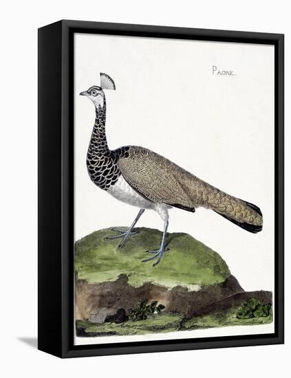 Zoological Chart (Ornithology): the Peacock (Blue Peacock or Pavo Cristatus). Illustration in “The-Francois Nicolas Martinet-Framed Stretched Canvas