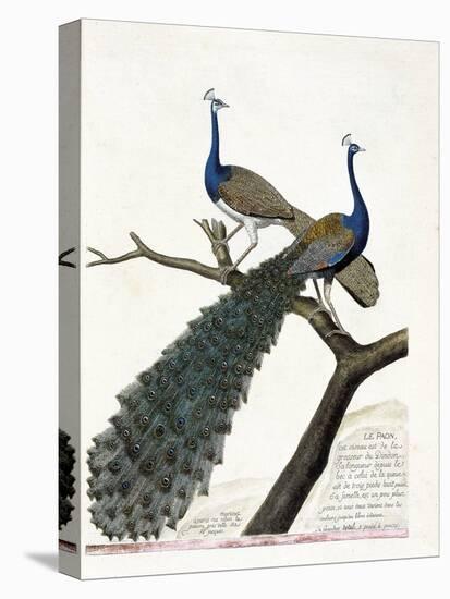 Zoological Chart (Ornithology): the Peacock (Blue Peacock or Pavo Cristatus). Illustration in “The-Francois Nicolas Martinet-Stretched Canvas