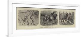 Zoological Eccentricities at the Regent's Park Gardens-null-Framed Premium Giclee Print