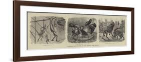 Zoological Eccentricities at the Regent's Park Gardens-null-Framed Premium Giclee Print