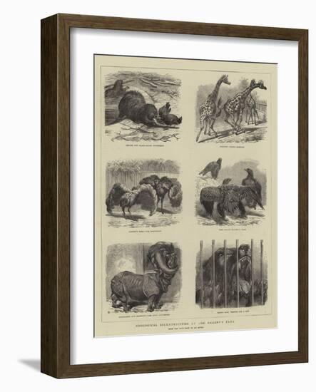 Zoological Eccentricities at the Regent's Park-null-Framed Giclee Print