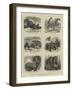 Zoological Eccentricities at the Regent's Park-null-Framed Giclee Print