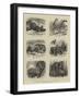 Zoological Eccentricities at the Regent's Park-null-Framed Giclee Print