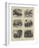 Zoological Eccentricities at the Regent's Park-null-Framed Giclee Print