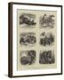 Zoological Eccentricities at the Regent's Park-null-Framed Giclee Print