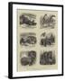 Zoological Eccentricities at the Regent's Park-null-Framed Giclee Print