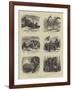 Zoological Eccentricities at the Regent's Park-null-Framed Giclee Print