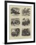 Zoological Eccentricities at the Regent's Park-null-Framed Giclee Print