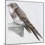 Zoology: Birds, Alpine Swift, (Apus Melba)-null-Mounted Giclee Print