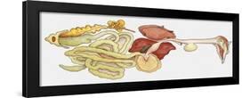 Zoology: Birds, Anatomy-null-Framed Giclee Print