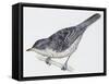 Zoology: Birds, Barred Warbler-null-Framed Stretched Canvas