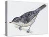 Zoology: Birds, Barred Warbler-null-Stretched Canvas