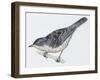 Zoology: Birds, Barred Warbler-null-Framed Giclee Print