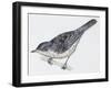 Zoology: Birds, Barred Warbler-null-Framed Giclee Print