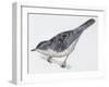 Zoology: Birds, Barred Warbler-null-Framed Giclee Print