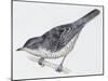 Zoology: Birds, Barred Warbler-null-Mounted Giclee Print