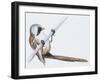 Zoology: Birds, Bearded Reedling, (Panurus Biarmicus)-null-Framed Giclee Print