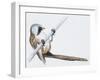 Zoology: Birds, Bearded Reedling, (Panurus Biarmicus)-null-Framed Giclee Print