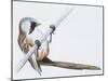 Zoology: Birds, Bearded Reedling, (Panurus Biarmicus)-null-Mounted Giclee Print