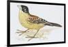 Zoology: Birds, Black-Headed Bunting, (Emberiza Melanocephala)-null-Framed Giclee Print
