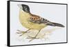 Zoology: Birds, Black-Headed Bunting, (Emberiza Melanocephala)-null-Framed Stretched Canvas