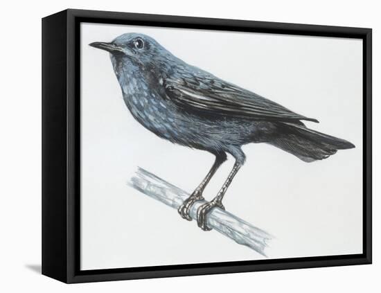 Zoology: Birds, Blue Rock-Thrush (Monticola Solitarius)-null-Framed Stretched Canvas